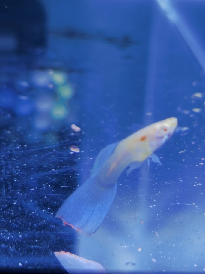 魚友幫看下這是啥情況 魚友幫看下這是啥情況 龍魚論壇 第3張