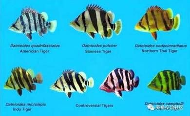 虎魚長得太快會斷紋嗎：虎魚快速生長可能會導致紋路斷裂，飼養者需注意控制