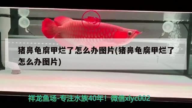 豬鼻龜腐甲爛了怎么辦圖片(豬鼻龜腐甲爛了怎么辦圖片)