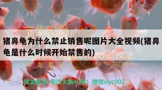 豬鼻龜為什么禁止銷售呢圖片大全視頻(豬鼻龜是什么時候開始禁售的)