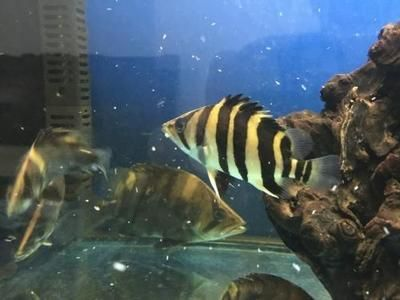 虎魚長到30公分需要幾年才能長大：虎魚從3公分長到30公分可能需要幾年才能長大