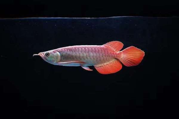 龍魚鱗片有洞是什么病vs祥龍魚場：如何預防龍魚鱗片疾病