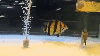 新版泰虎怎么不明：新版泰虎與老版泰虎的主要區(qū)別在于第三條紋路的下部
