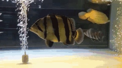 新版泰虎怎么不明：新版泰虎與老版泰虎的主要區(qū)別在于第三條紋路的下部