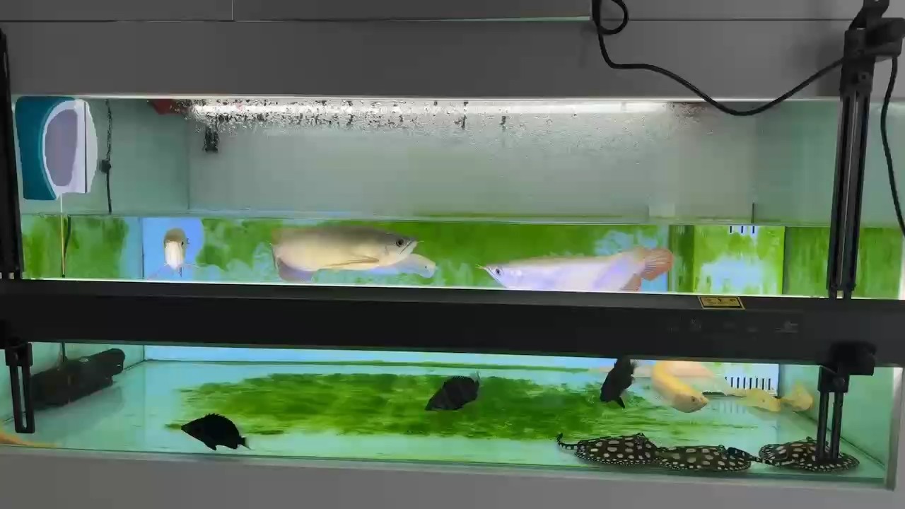 龍魚混養第八天