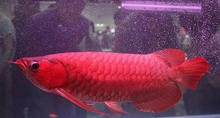 紅龍魚 金龍魚 銀龍魚：紅龍、金龍和銀龍魚的特點和養護要求，銀龍魚選購技巧指南 紅龍魚 金龍魚 銀龍魚：紅龍、金龍和銀龍魚的特點和養護要求，銀龍魚選購技巧指南 紅龍魚百科 第5張