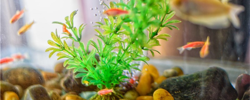 負(fù)壓魚缸的壞處有哪些負(fù)壓魚缸怎么換水