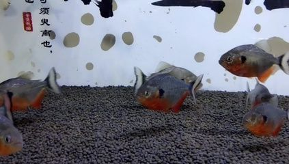 虎魚(yú)適合群養(yǎng)嗎？：虎魚(yú)可以群養(yǎng)嗎？