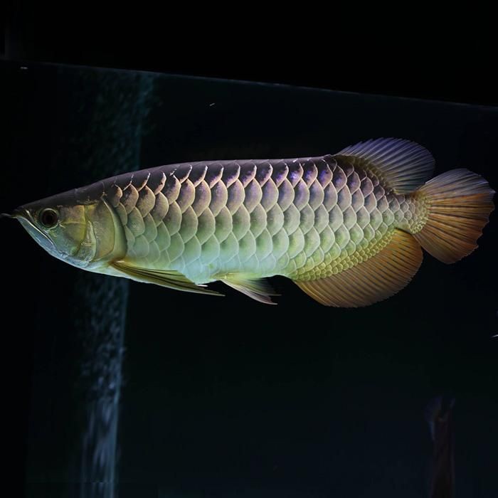 過背金龍魚大概多錢一條《怎樣挑選藍底過背金龍魚》