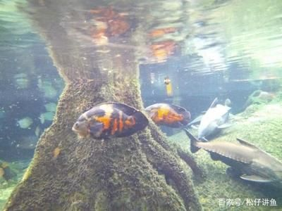 魟魚最大：世界上最大的淡水魟魚有多大？