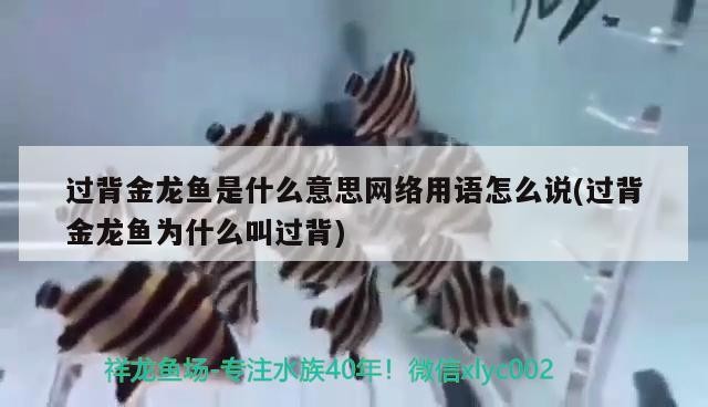 過背金龍魚是什么意思網絡用語怎么說(過背金龍魚為什么叫過背)
