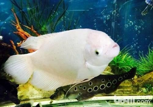 60厘米的魚缸可以養招財魚嗎：60厘米的魚缸能養招財魚嗎