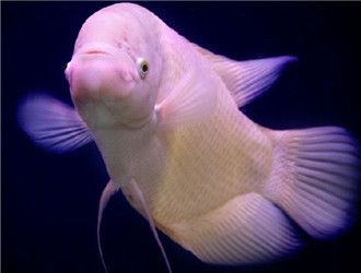 60厘米的魚缸可以養招財魚嗎：60厘米的魚缸能養招財魚嗎