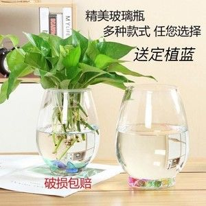 多大的魚缸最好看：如何選擇魚缸尺寸