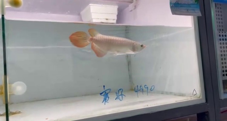 77右缸-印尼大湖賽級小紅龍，越大越漂亮品種。
