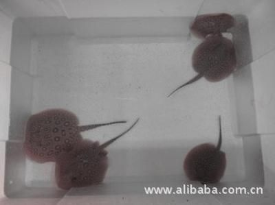 白紋黑帝魟魚：白紋黑帝魟魚是一種怎樣的魚？