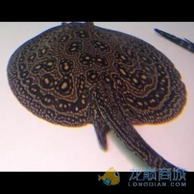 白紋黑帝魟魚：白紋黑帝魟魚是一種怎樣的魚？