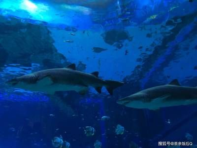 昆明水族館vs祥龍魚場（探討昆明水族館與祥龍魚場之間的差異之前需要明確兩者的基本信息）