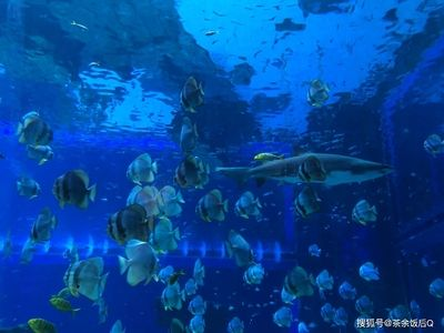 昆明水族館vs祥龍魚場（探討昆明水族館與祥龍魚場之間的差異之前需要明確兩者的基本信息）
