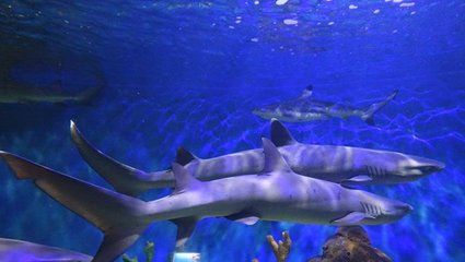 昆明水族館vs祥龍魚場（探討昆明水族館與祥龍魚場之間的差異之前需要明確兩者的基本信息）