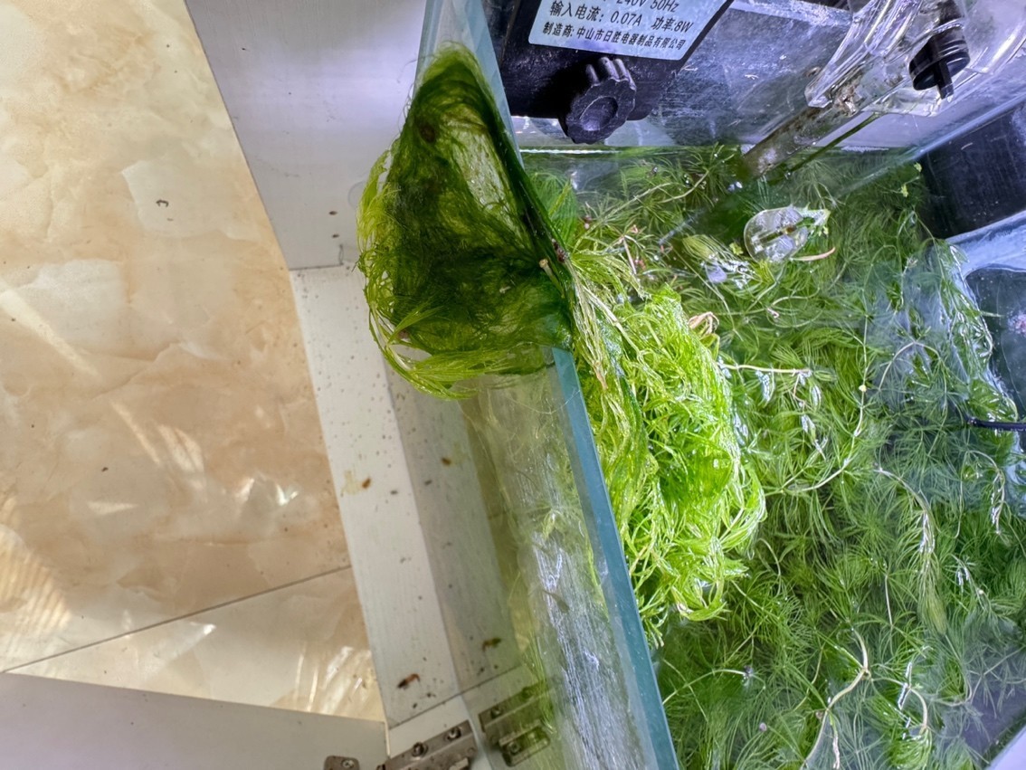 各位大佬們，螺缸和檢疫缸長絲藻了怎么辦，