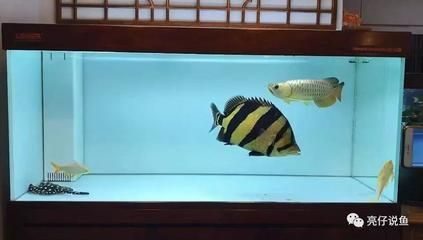 虎魚顏色變淺變白怎么辦：虎魚的顏色變淺變白怎么辦