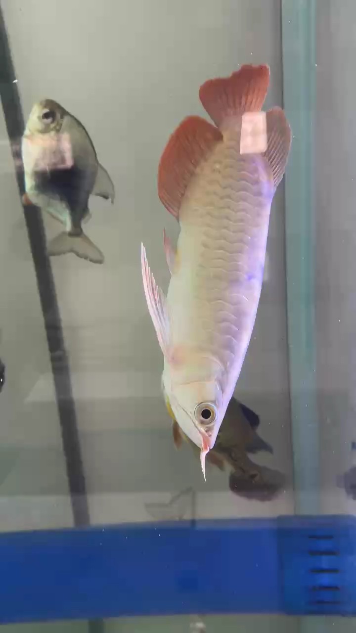 小龍魚到家2月記錄一下