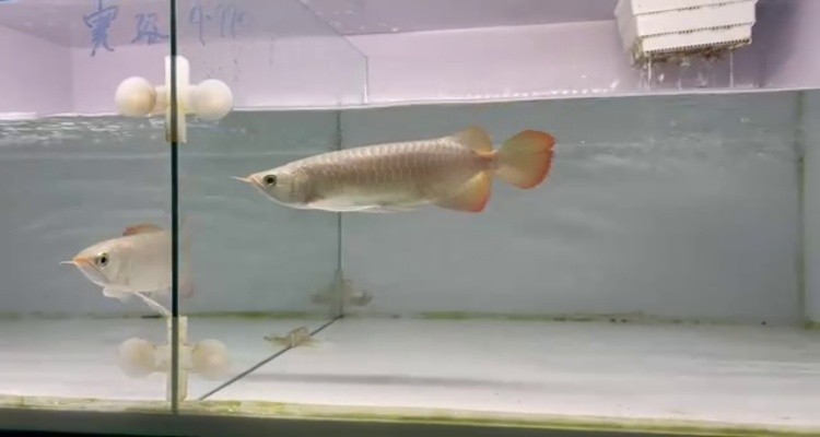 42右缸-印尼大湖賽級小紅龍，越大越漂亮品種。