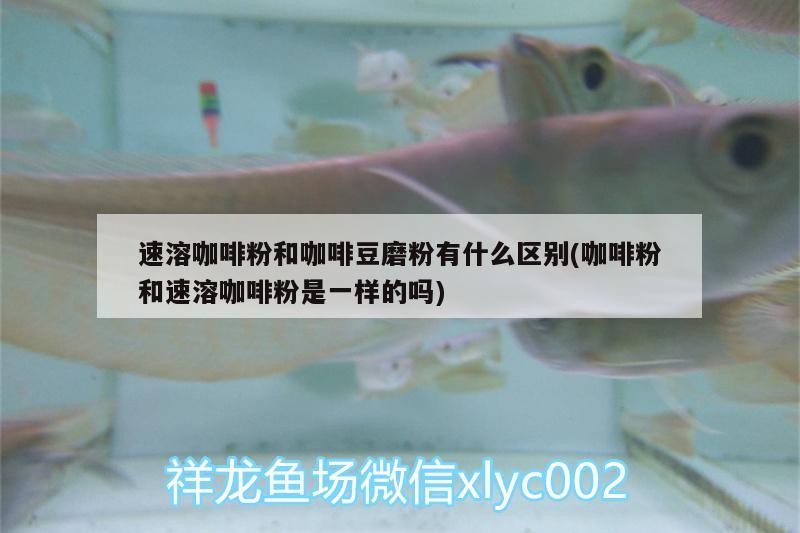 速溶咖啡粉和咖啡豆磨粉有什么區別(咖啡粉和速溶咖啡粉是一樣的嗎)