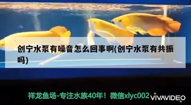 創寧水泵有噪音怎么回事啊(創寧水泵有共振嗎)