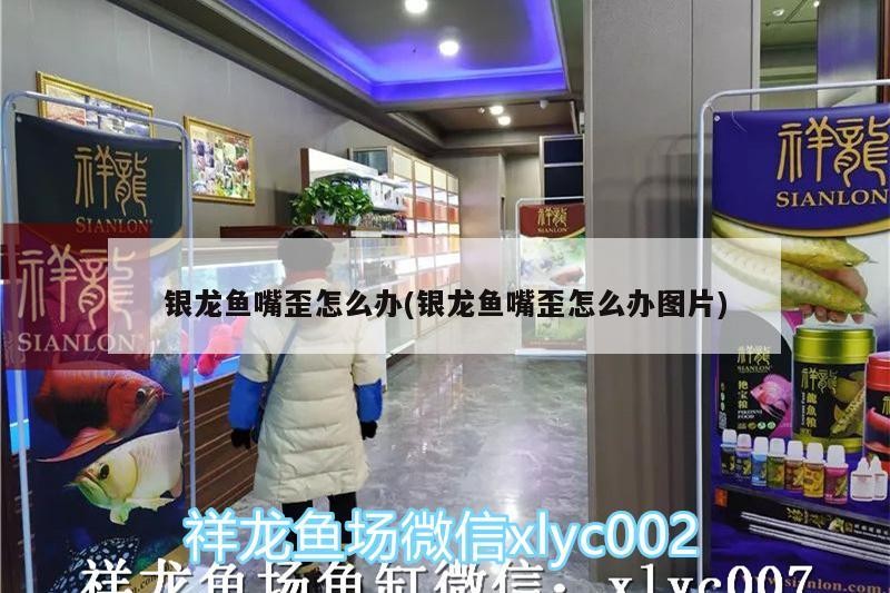 銀龍魚嘴歪怎么辦(銀龍魚嘴歪怎么辦圖片)