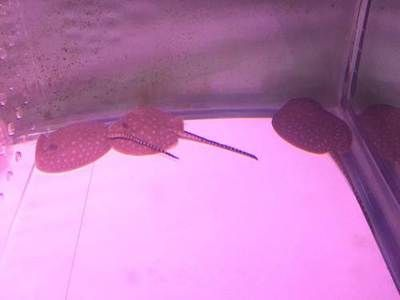 珍珠魟魚日常護理要點：如何挑選健康的珍珠魟魚