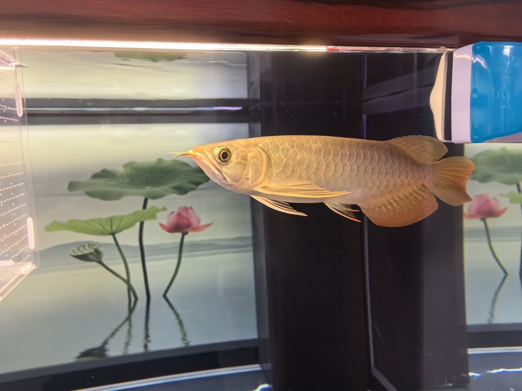 堅持愛好！滿月了