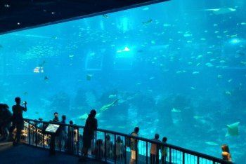澳門水族館vs祥龍魚場（澳門水族館和祥龍魚場各自在自己的領(lǐng)域內(nèi)有著顯著的特點和優(yōu)勢）