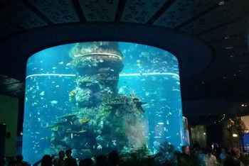 澳門水族館vs祥龍魚場（澳門水族館和祥龍魚場各自在自己的領(lǐng)域內(nèi)有著顯著的特點和優(yōu)勢）