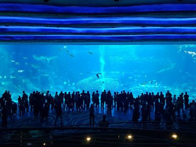 澳門水族館vs祥龍魚場（澳門水族館和祥龍魚場各自在自己的領(lǐng)域內(nèi)有著顯著的特點和優(yōu)勢）