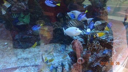 澳門水族館vs祥龍魚場（澳門水族館和祥龍魚場各自在自己的領(lǐng)域內(nèi)有著顯著的特點和優(yōu)勢）