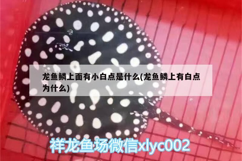 幼年小火龍蠑螈多久喂一次合適，幼年小火龍蠑螈喂養頻率及飼養要點
