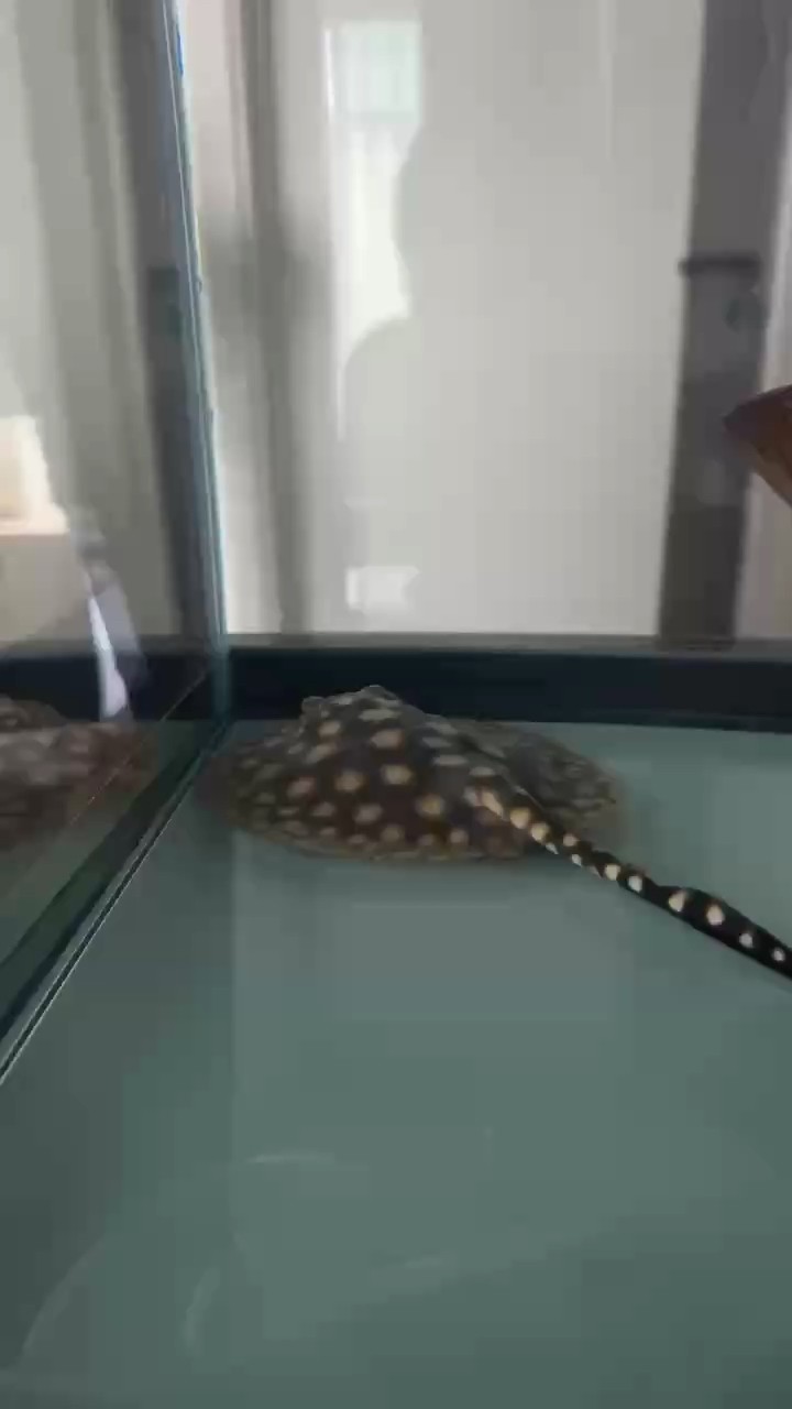 大神們緊急求助！魟魚撞缸！