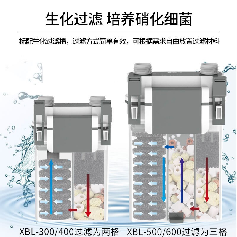 金龍魚香米圖片