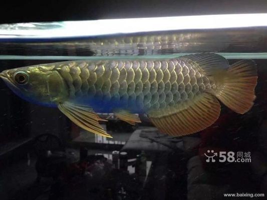 龍魚(yú)喂飼料好嗎vs祥龍魚(yú)場(chǎng)：2024年的龍魚(yú)飼料品牌排行榜前茅祥龍魚(yú)飼料評(píng)價(jià)