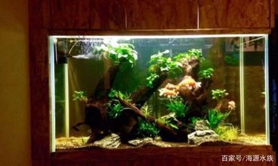 50魚缸二氧化碳開多大：50魚缸二氧化碳的使用方法