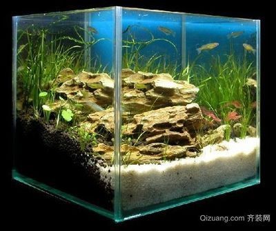 50魚缸二氧化碳開多大：50魚缸二氧化碳的使用方法