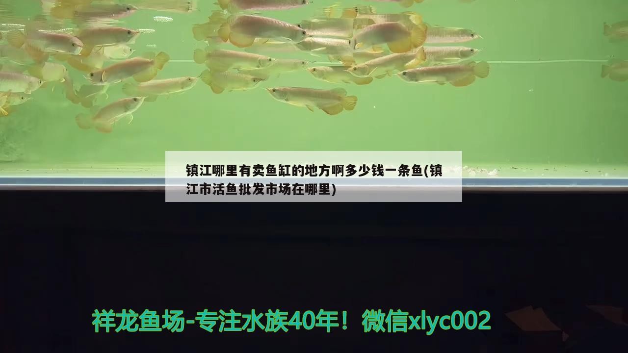 鎮(zhèn)江哪里有賣魚缸的地方啊多少錢一條魚(鎮(zhèn)江市活魚批發(fā)市場在哪里)