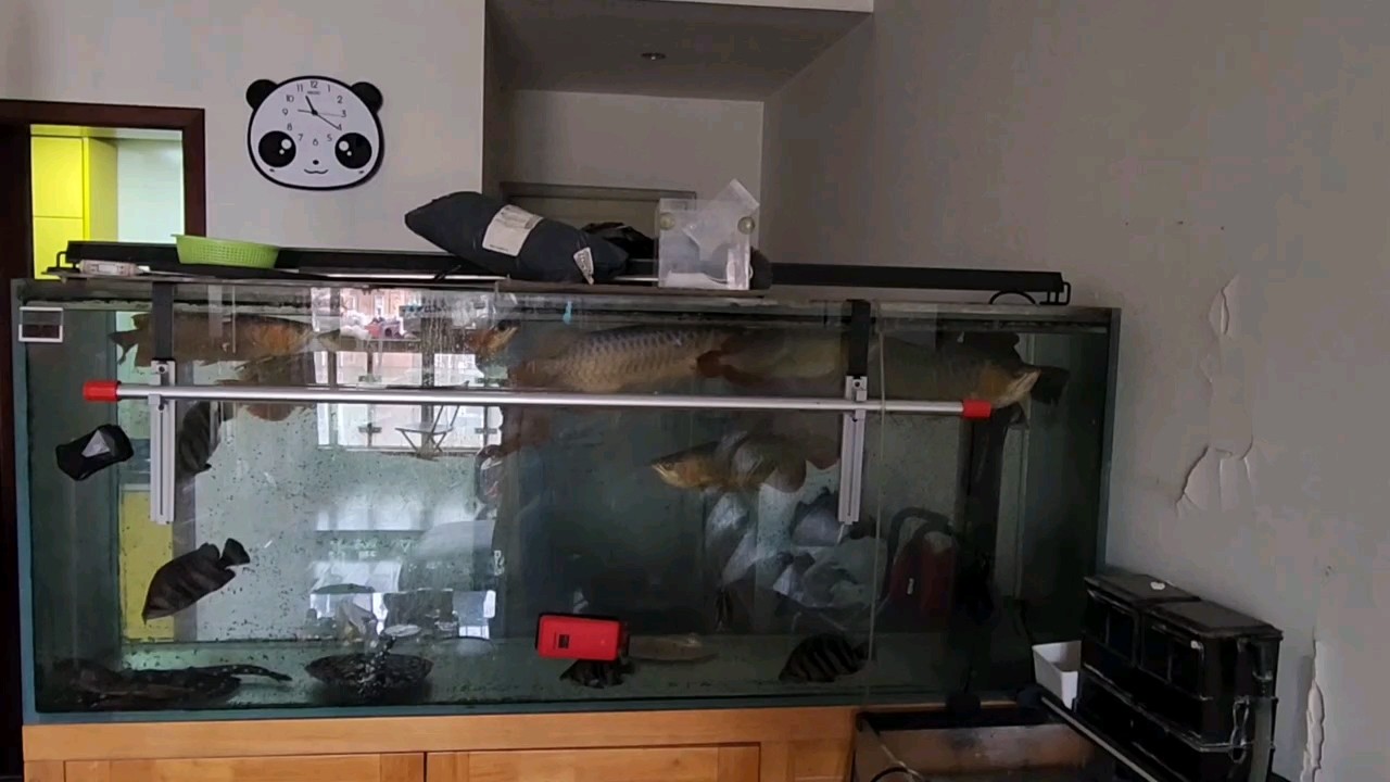 已經長成中龍了