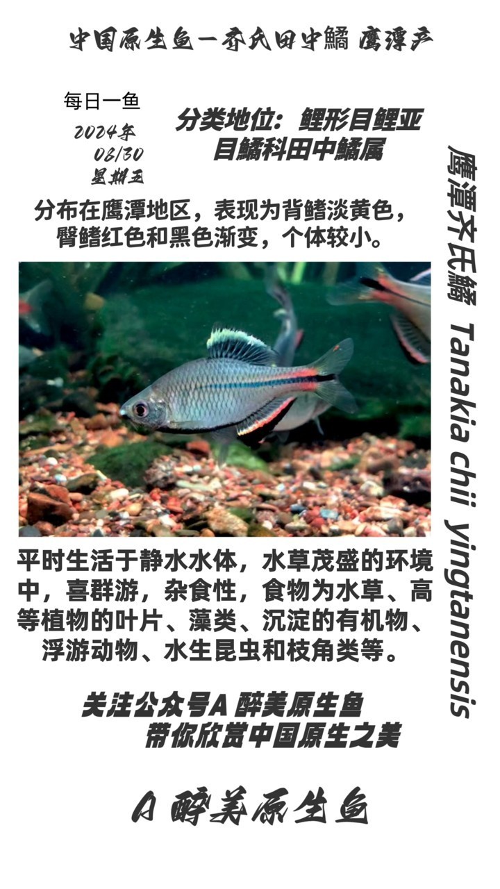 鷹潭齊氏鱊 鷹潭齊氏鱊 龍魚論壇