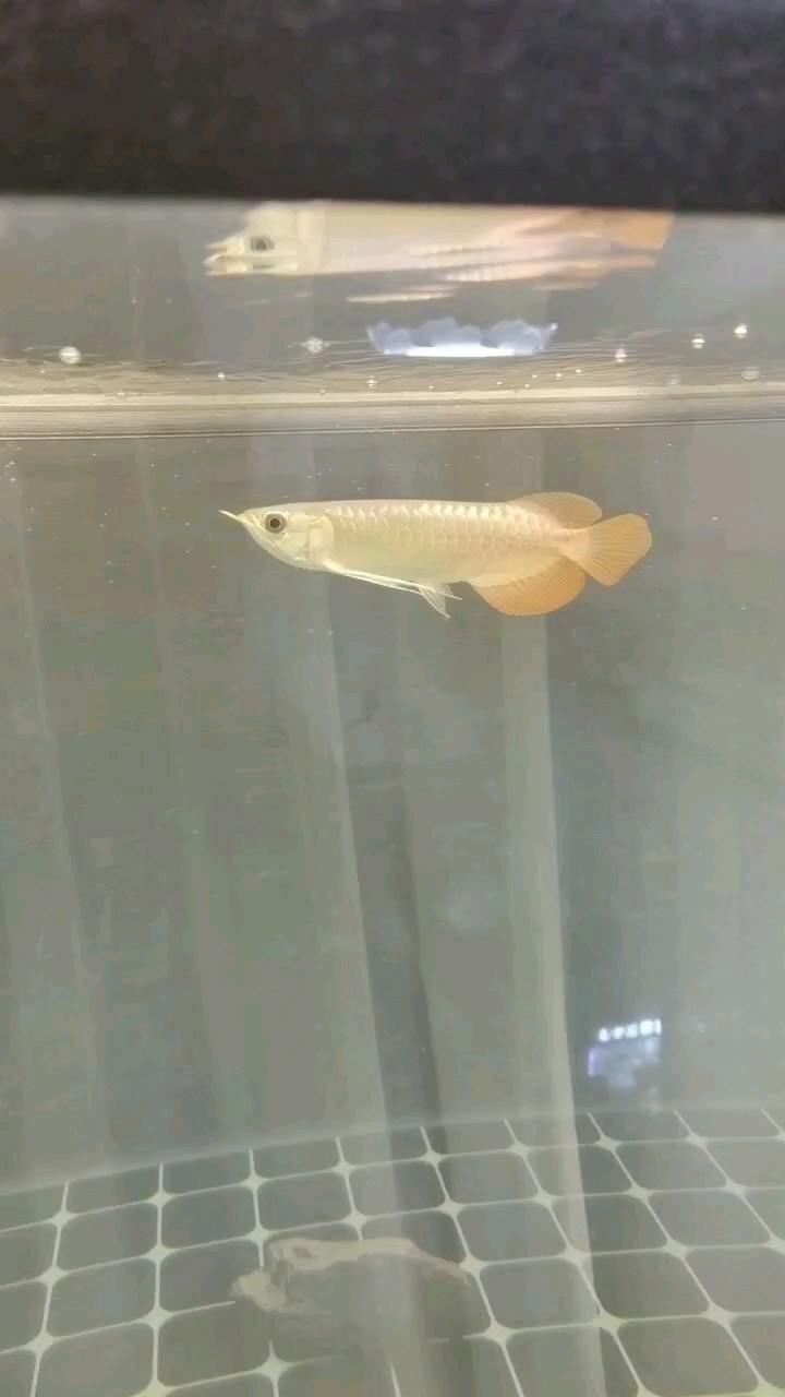新手養龍魚