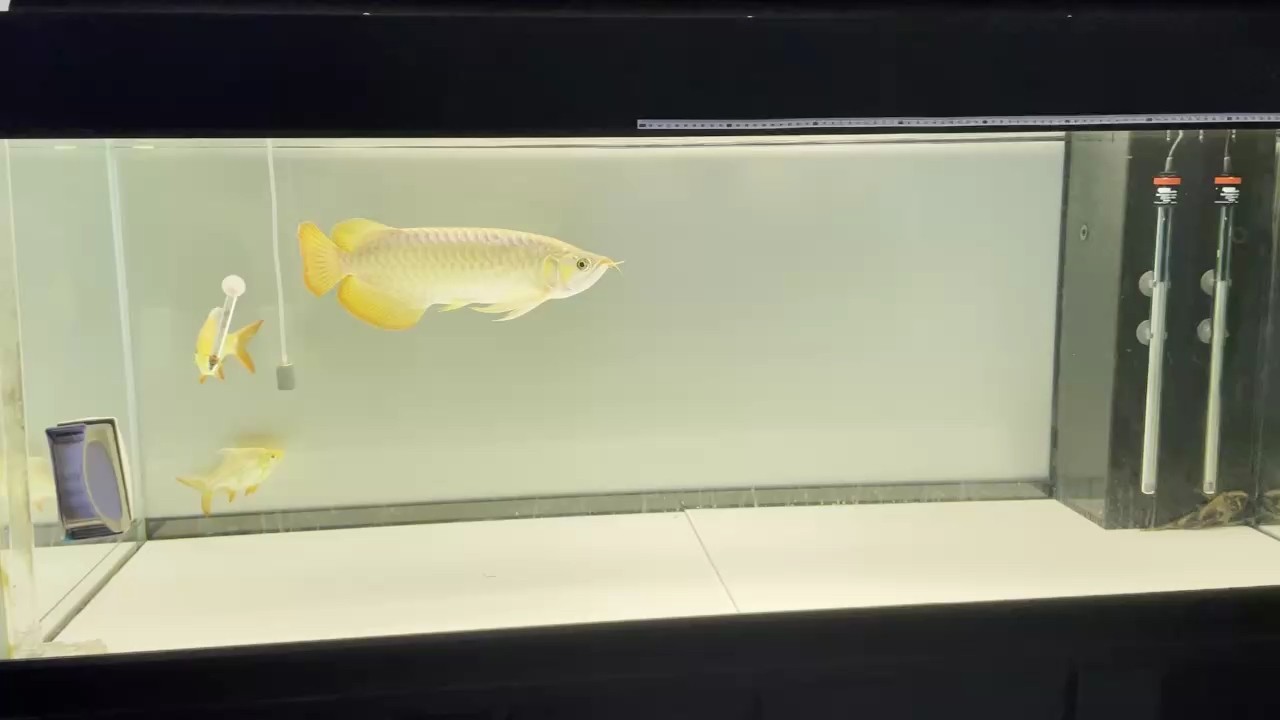 這狀態可以嗎