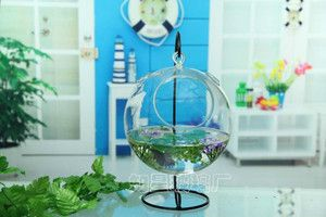斗魚缸裝飾千萬別放陶飾品：如何選擇適合的斗魚缸
