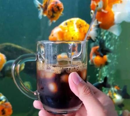 3米大魚缸養(yǎng)什么魚好看：3米大魚缸養(yǎng)魚技巧在3米大的魚缸中養(yǎng)魚需要注意以下幾點(diǎn)